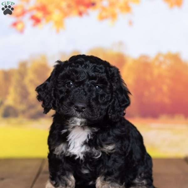 Riley, Mini Bernedoodle Puppy